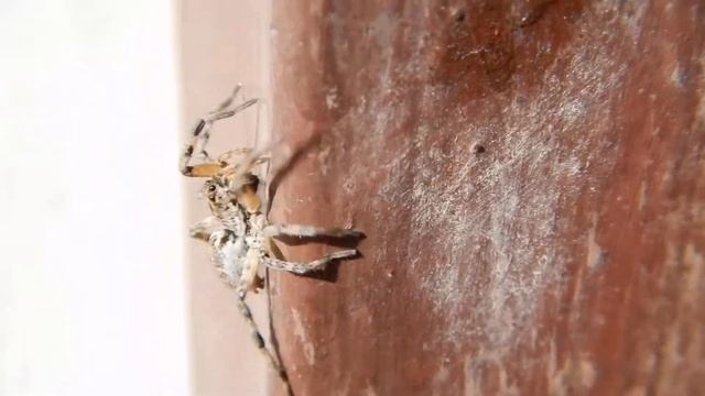 [HD_Macro] Entelegynae Lycosidae - Wolf spider смотреть онлайн