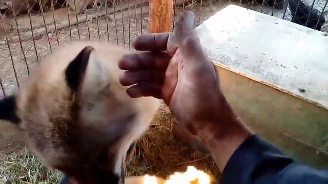 84. Дикая, лесная лиса Маркиза, котик Амур - учим упражнение, постепенно, усложняя его. смотреть онлайн