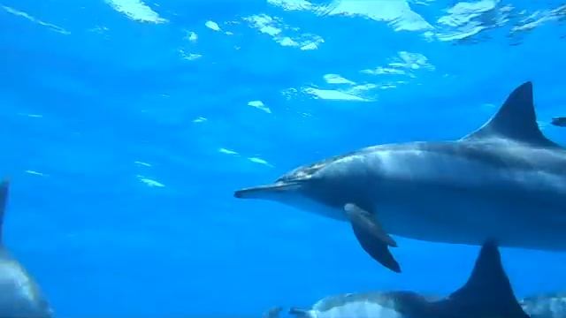 sataya reef - marsa alam смотреть онлайн