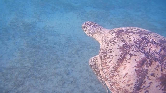 Three Corners Equinox Beach Resort. Morning walk! смотреть онлайн