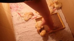 Индюшата Грейд Мейкер первые часы жизни)
