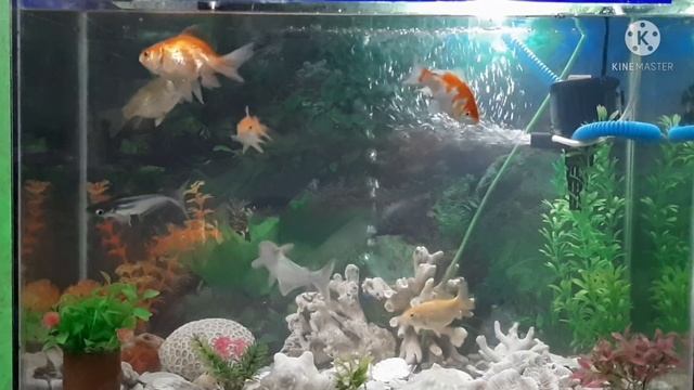 Bagong linis happy na naman mga fishda/with background music/relaxing music смотреть онлайн