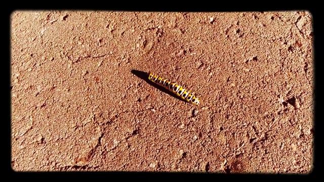 Гусеница на Марсе :D