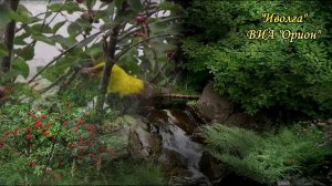 Иволга ВИА Орион Иволги послышался стон
