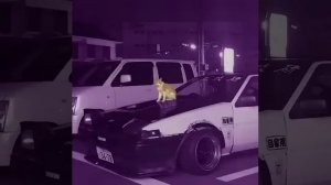 Kitty Phonk SPEED UP 1 Hour