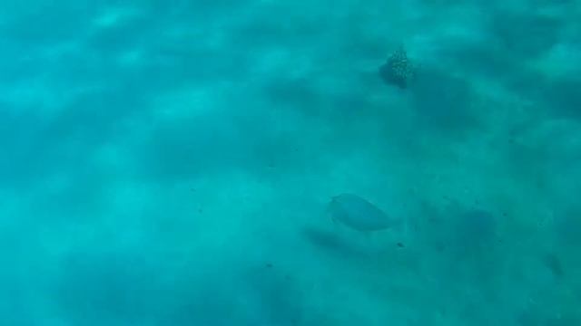 Snorkelen in Abudabab en huisrif van Three Corners Equinox resort. December 2019 смотреть онлайн