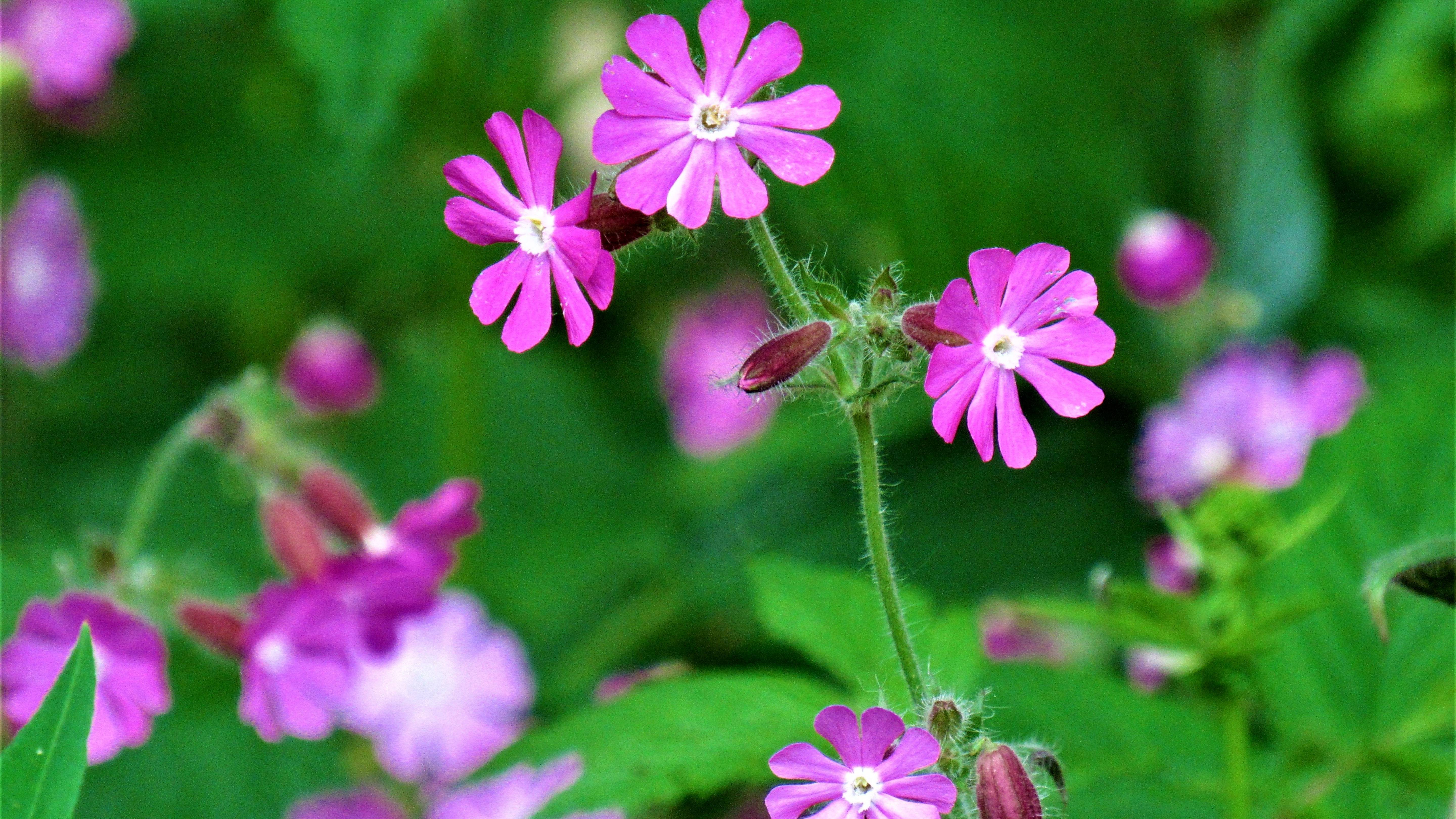 Фотопейзажи Псковской области (июнь 2022) смотреть онлайн