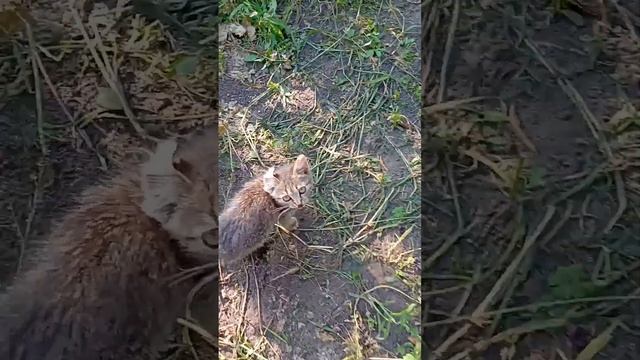 Маршал Фош -два кущі а між ними прірва..Огляд , виводи по сорту.Коти ,метелики ,музика і виногр@д.🙂 смотреть онлайн