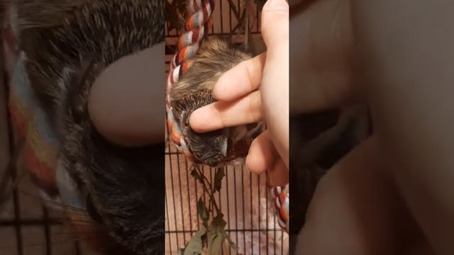 Шунечка смотреть онлайн