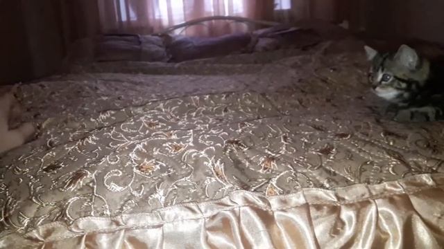 Марс мой котик класный смотреть онлайн