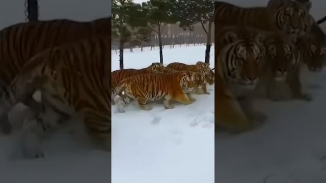 тигр не лаги смотреть онлайн