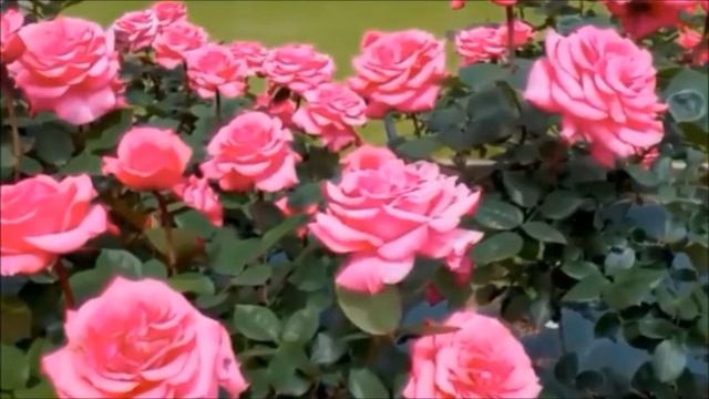Paul Mauriat _ Mon Amie La Rose смотреть онлайн