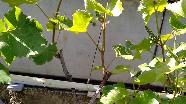 Пару слів вам розкажу за виноград.Кишмиш ЮПІТЕР -урожайний,безпроблемний виноград. Друге нормування смотреть онлайн