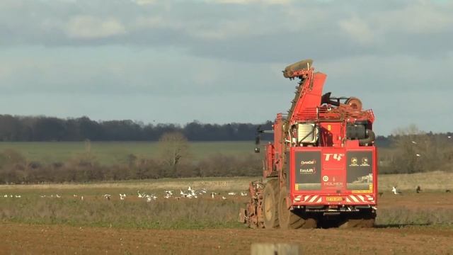 The HOLMER harvester - TERRA DOS T4-30 - during the harvesting of sugar beet смотреть онлайн