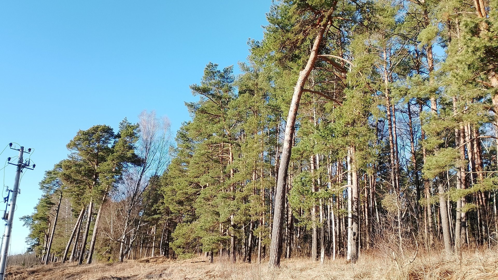 Аномально теплая зима 2024-2025