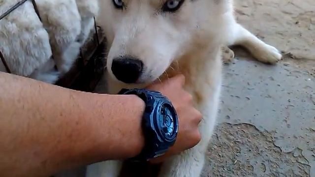 G-Shock crash test (Casio G-Shock VS Siberian Husky) PART 2 смотреть онлайн