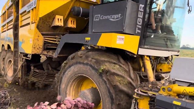 Ropa Tiger 6s sugar beet harvester . Norfolk смотреть онлайн