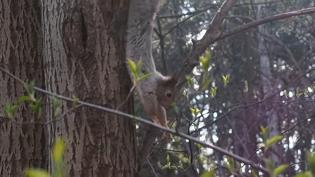 Беличьи потягуши смотреть онлайн