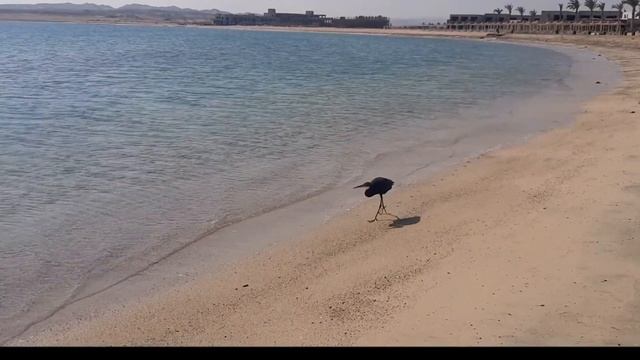 Three Corners Fayrouz Plaza Beach Resort Marsa Alam смотреть онлайн