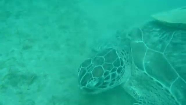 Абу Дабаб, черепаха