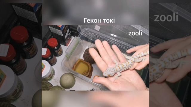 Бюджетний спосіб утримання гекону токі (Gekko gecko) смотреть онлайн