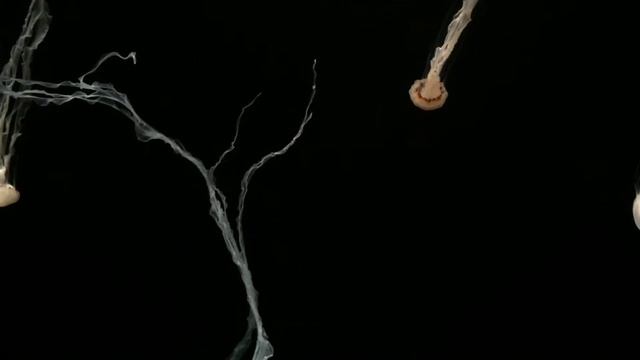 Monterey Bay Aquarium Indonesian Sea Nettle смотреть онлайн