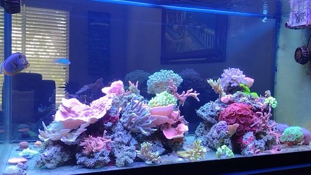 PH en el acuario marino muy importante. смотреть онлайн