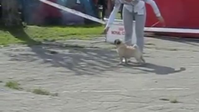 Держава-2014 Калининград ринги мопсов 2014 05 17 41 смотреть онлайн