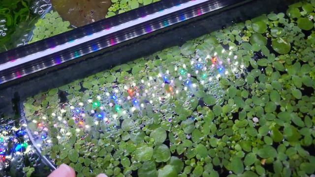 Aquarium Baffles, Floating Plant Corrals, and more in the Galaxy Glow Studio Review смотреть онлайн