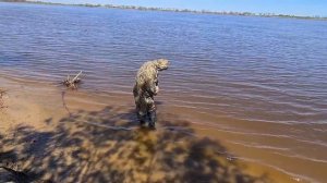 Рыбалка на Амуре 2024 осваиваем новую снасть резинку.