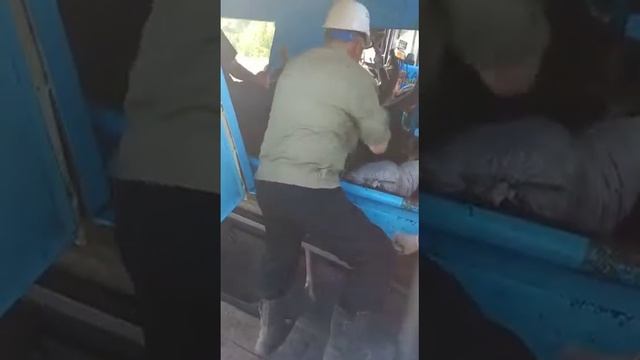 Катонкарагай.Срезать рога оленя и пить его кровь.Полезно для здоровья. Бұғының мүйізі. смотреть онлайн