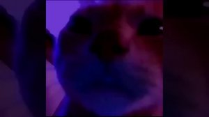 cat caramelldansen 1 hour