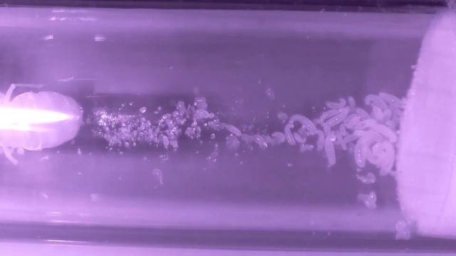 COCDESHIJIE-Myrmecocystus mexicanus live stream 24/7 смотреть онлайн