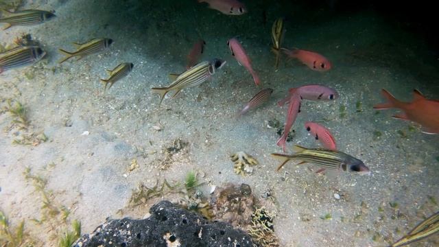 Marsa Alam - Unterwasserwelt 05/2018 #redsea #marsaalam #coralreef смотреть онлайн