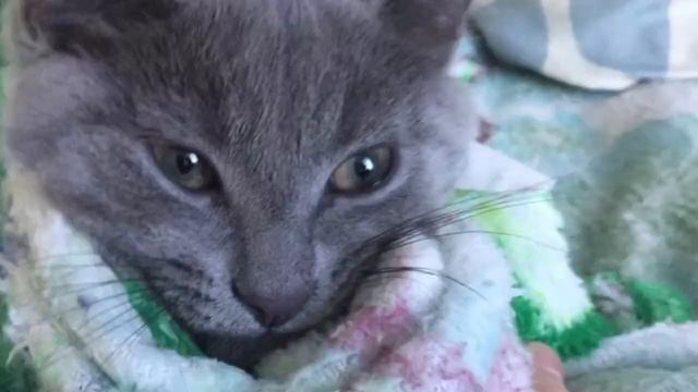 Красивая киска ? (Это кот) Пушок:)