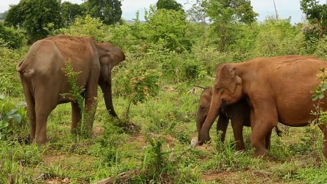 Animal Planet | Documentary Videos |  (Full HD)