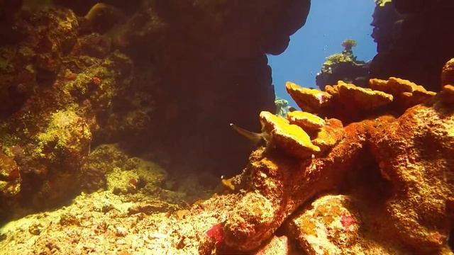 Marsa Alam, With Extra Divers Hotel Equinox Video 1