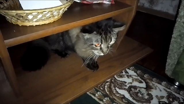 Кот Марс. Ночь. На переговоры не идёт. Продолжение боёв.