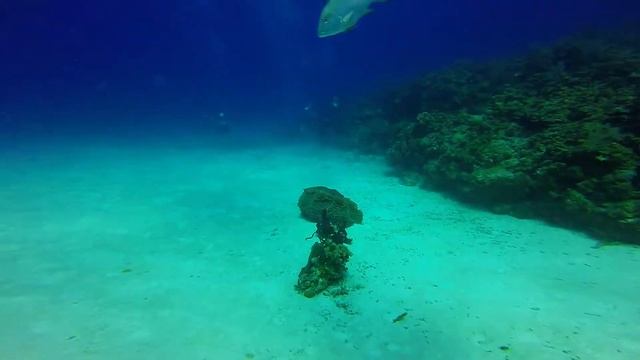 Aquarium and Tiki Beach dive sites. Seven Mile Beach, Grand Cayman смотреть онлайн