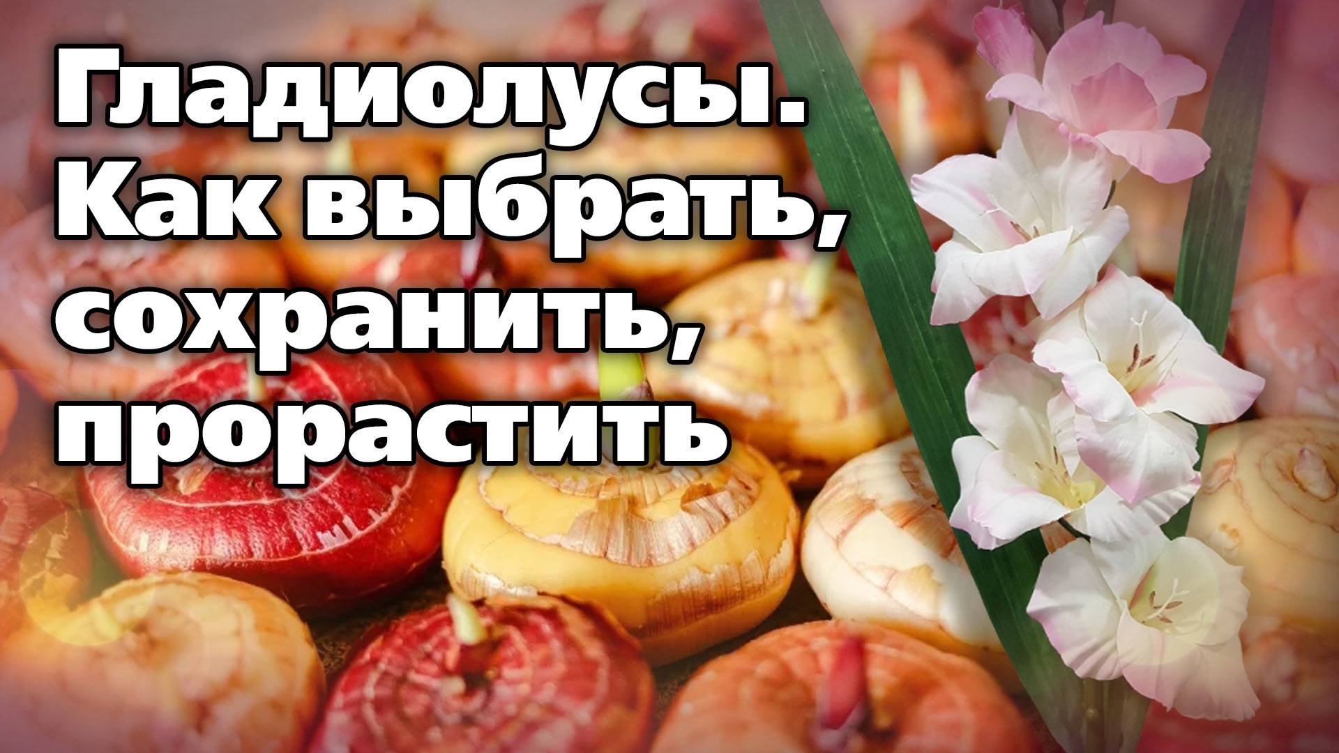 Покупаем луковицы гладиолусов и храним до весенней посадки смотреть онлайн