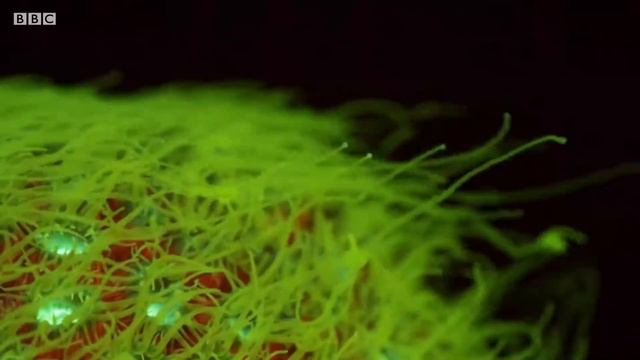What's Hiding in the Deep Sea? | BBC Earth смотреть онлайн