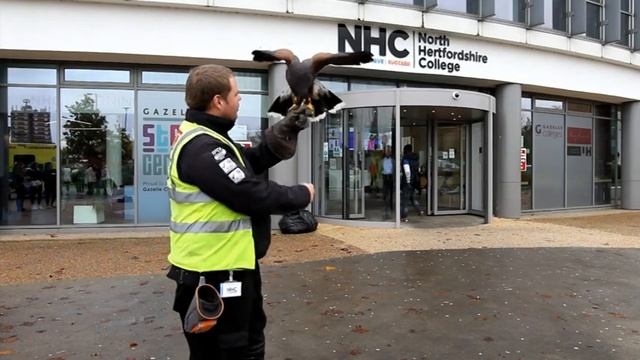 The Comet: Bird Handler Gary Butcher Shows Off Ruby The Hawk Outside North Hertfordshire College