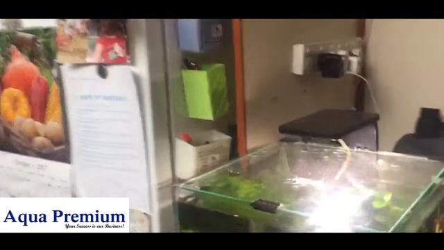 Aquael 30 aquascape смотреть онлайн