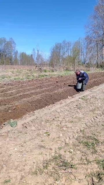 Посадка картофеля. Высаживание картошки руками. Посадка картошки в ручную но под трактор. Синий тра смотреть онлайн