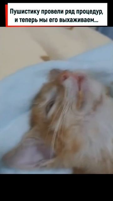 Котёнок упал с 9 ого этажа, никто не мог поверить что он выживет #shorts смотреть онлайн