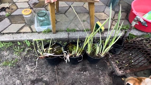 Выращивание аквариумных рыб под открытым небом - мои планы на сезон 2024 - пруд, аквариумы в огород