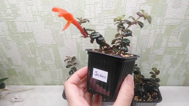 Columnea Saturn. Продажа. смотреть онлайн