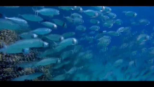 SNORKELLING MARSA ALAM   ABU DABBAB   Christmas 2014 PART 2b