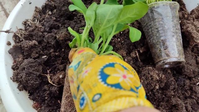 Как высадить рассаду петуний в кашпо или клумбу. Мой опыт выращивания цветов. 15 мая 2024.