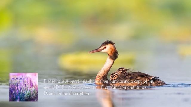 Peaceful Instrumental Music, Relaxing Nature Music 'Song Birds In Spring By Tim